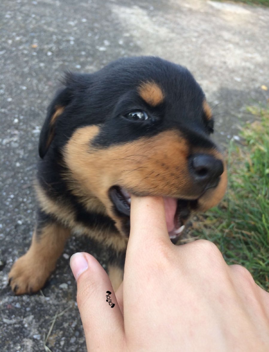 Maya is a deadly dog. He bites off his finger right up to the shoulder. But then she looks so cute that 12 out of 10 will forgive - Dog, Animals, Longpost