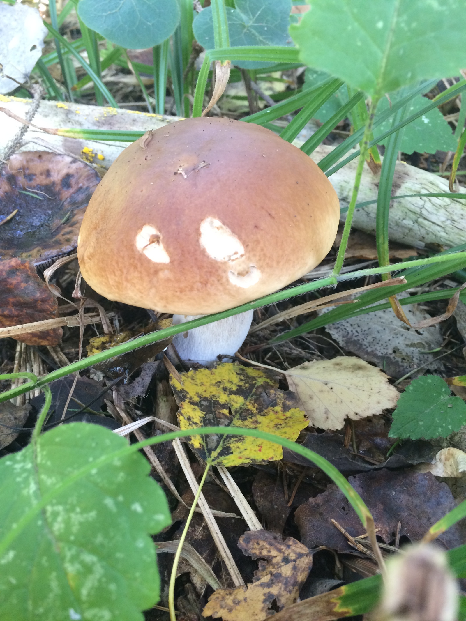 Mushroom harvest in 2017 near Mozhaisk - My, Mushrooms, Forest, Silent hunt, Honey mushrooms, Porcini, Mozhaisk, Longpost