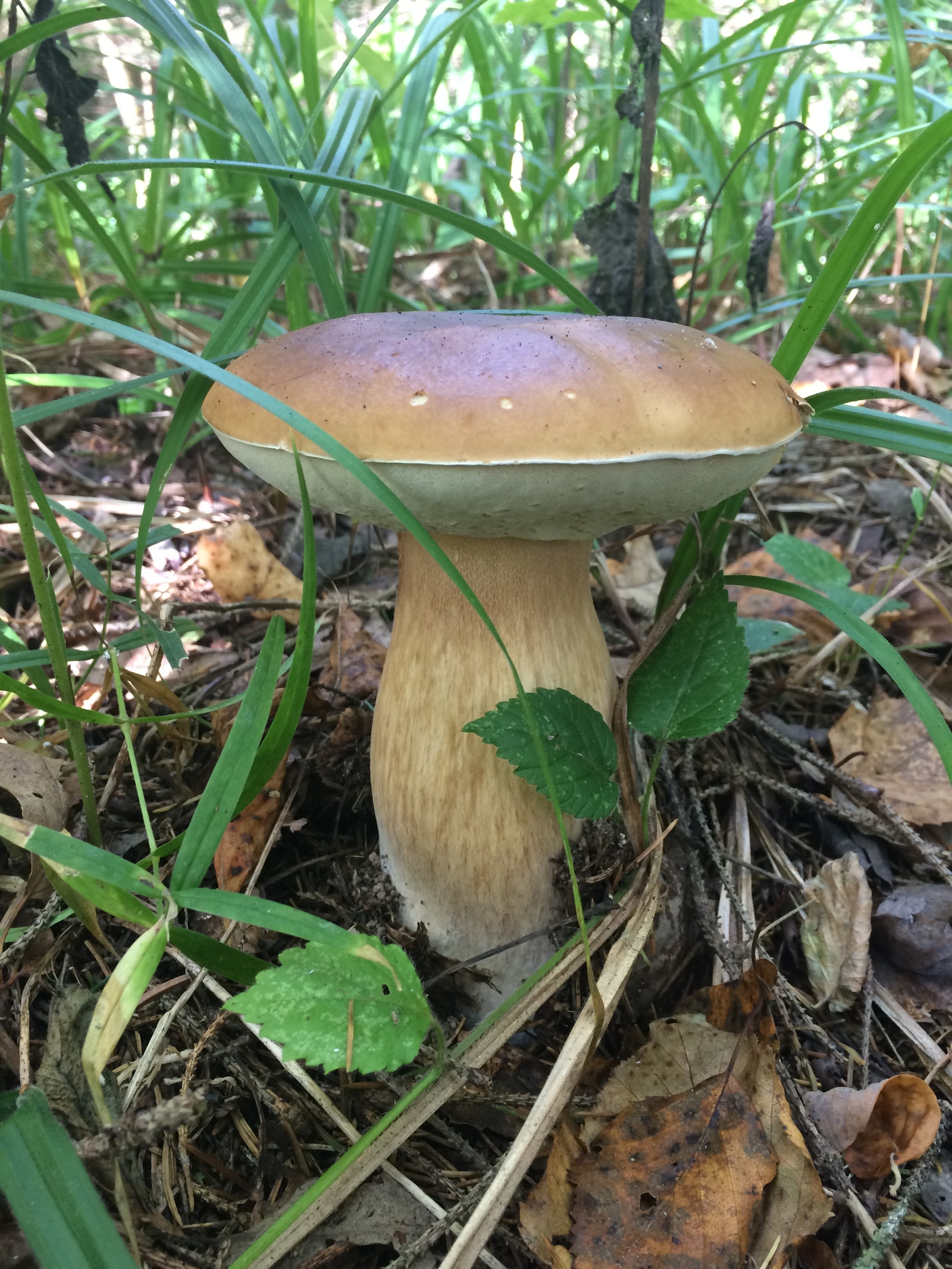 Mushroom harvest in 2017 near Mozhaisk - My, Mushrooms, Forest, Silent hunt, Honey mushrooms, Porcini, Mozhaisk, Longpost