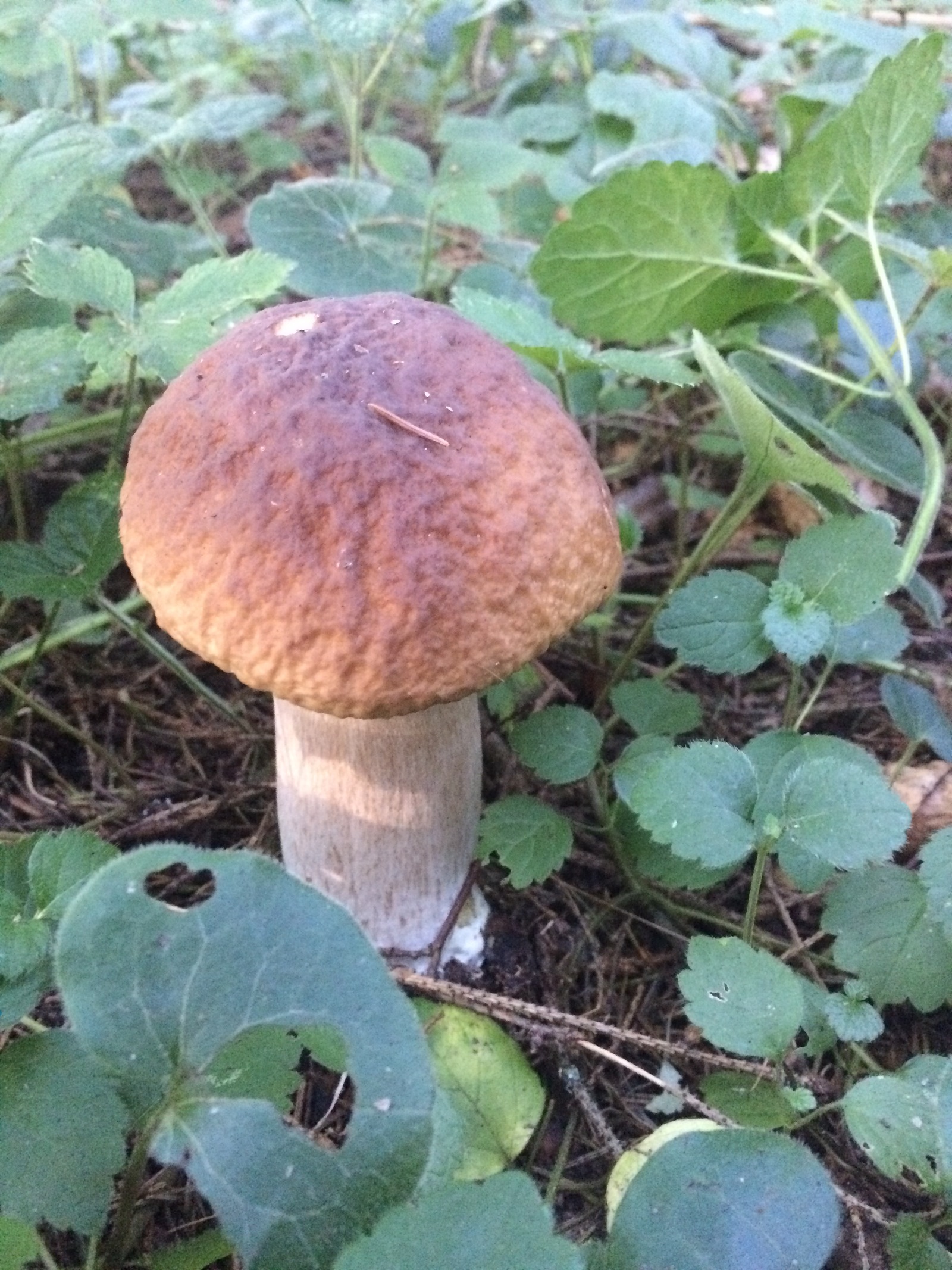 Mushroom harvest in 2017 near Mozhaisk - My, Mushrooms, Forest, Silent hunt, Honey mushrooms, Porcini, Mozhaisk, Longpost