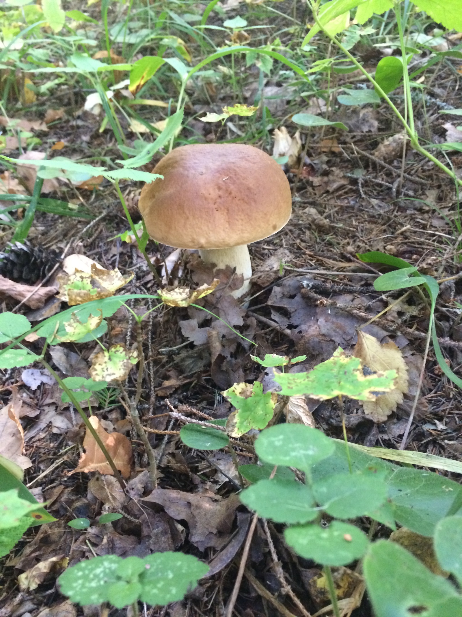 Mushroom harvest in 2017 near Mozhaisk - My, Mushrooms, Forest, Silent hunt, Honey mushrooms, Porcini, Mozhaisk, Longpost