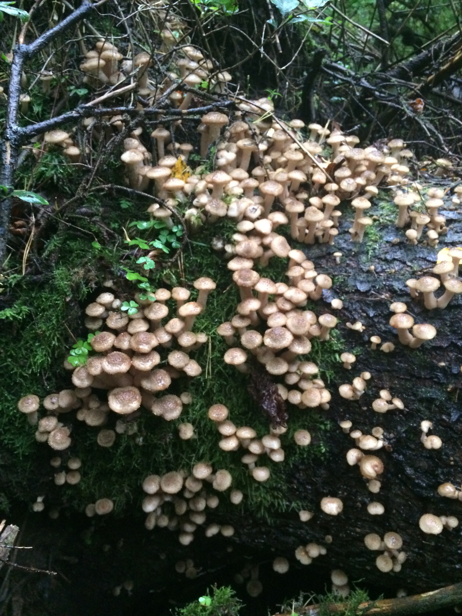 Mushroom harvest in 2017 near Mozhaisk - My, Mushrooms, Forest, Silent hunt, Honey mushrooms, Porcini, Mozhaisk, Longpost