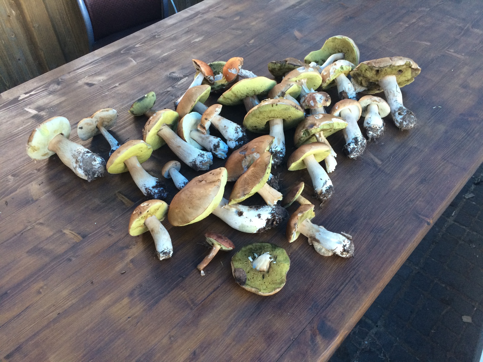 Mushroom harvest in 2017 near Mozhaisk - My, Mushrooms, Forest, Silent hunt, Honey mushrooms, Porcini, Mozhaisk, Longpost