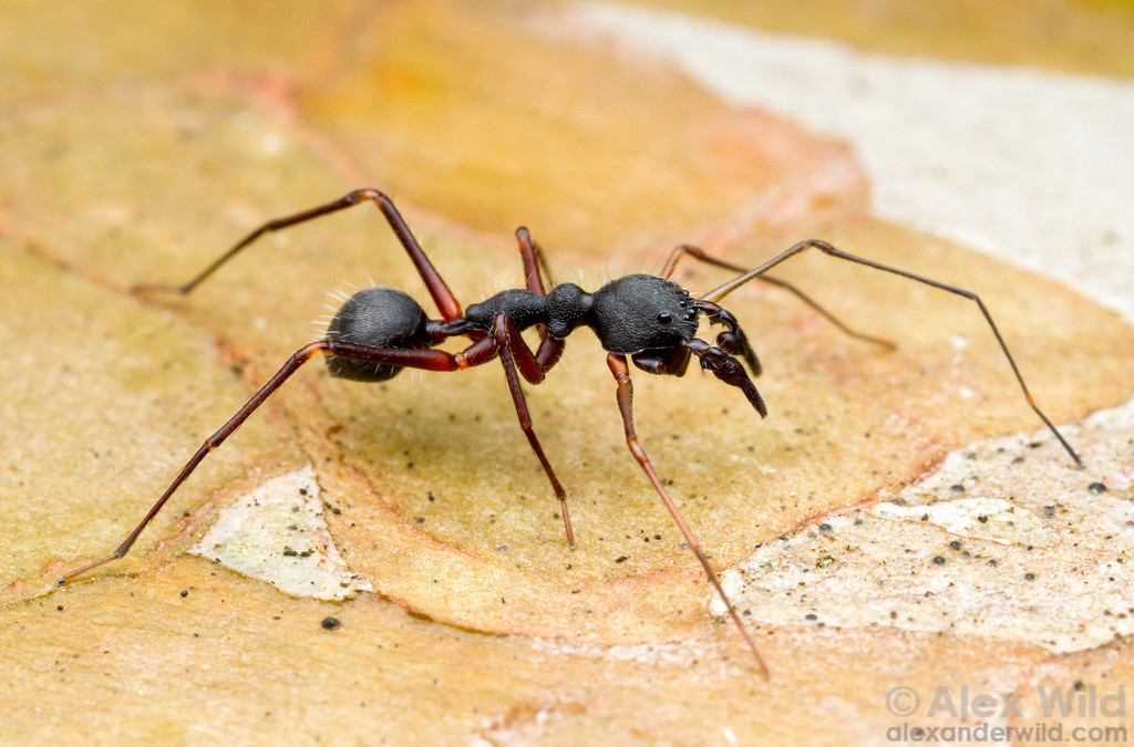 Spiders are good at cosplay. - My, Spider, Mimicry, Disguise, Longpost