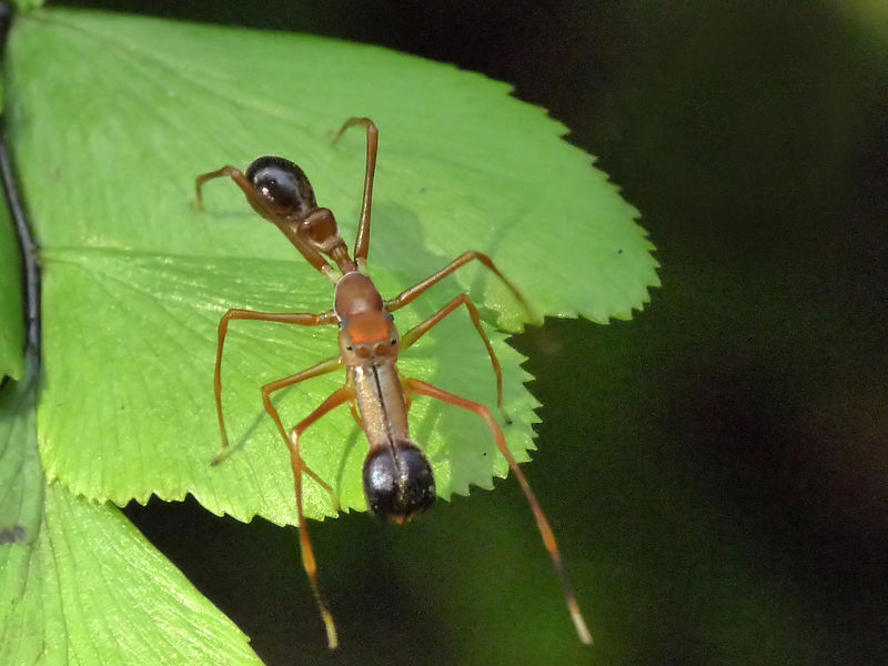 Spiders are good at cosplay. - My, Spider, Mimicry, Disguise, Longpost