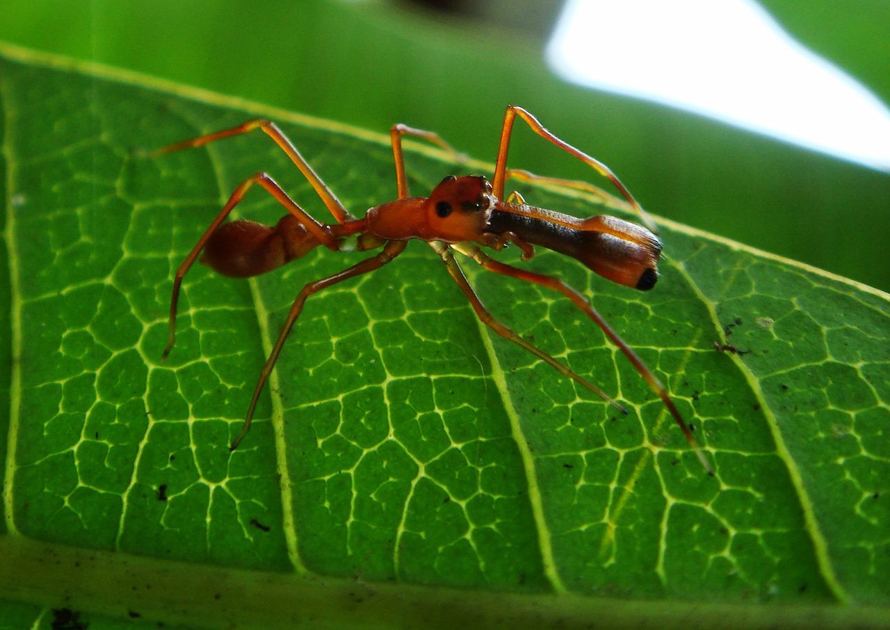 Spiders are good at cosplay. - My, Spider, Mimicry, Disguise, Longpost