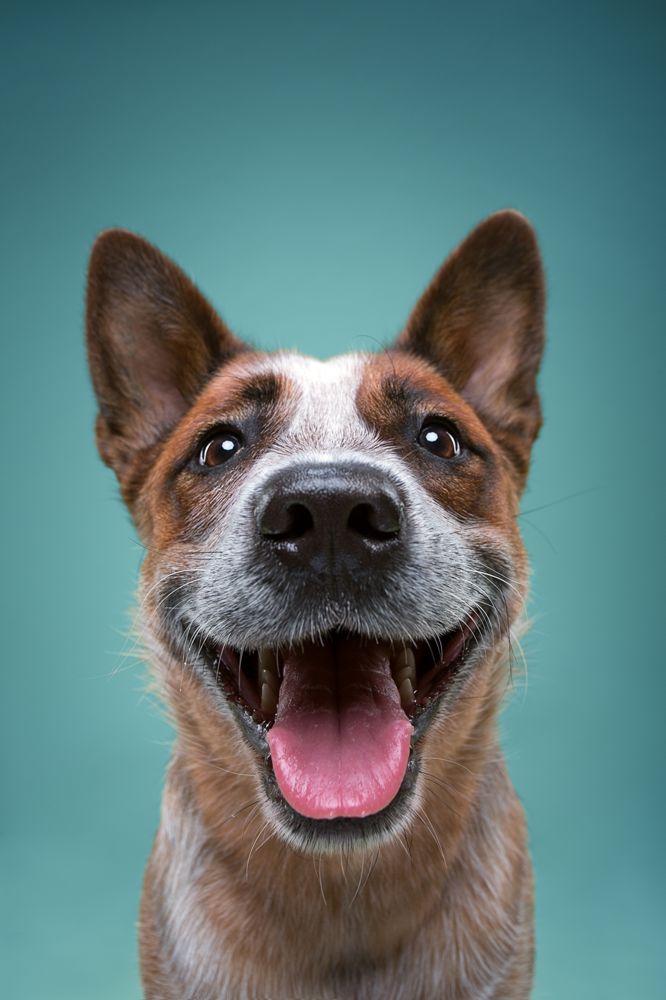 This Photographer Proved Dogs Are Personalities Too - Animals, Dog, Longpost