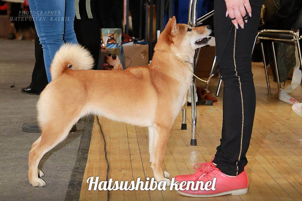 Shiba inu colors. - My, Shiba Inu, Dog, , Japan, Breed, Interesting, Longpost