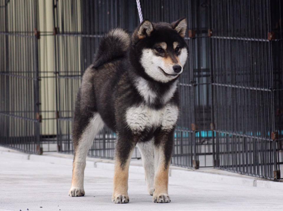 Shiba inu colors. - My, Shiba Inu, Dog, , Japan, Breed, Interesting, Longpost