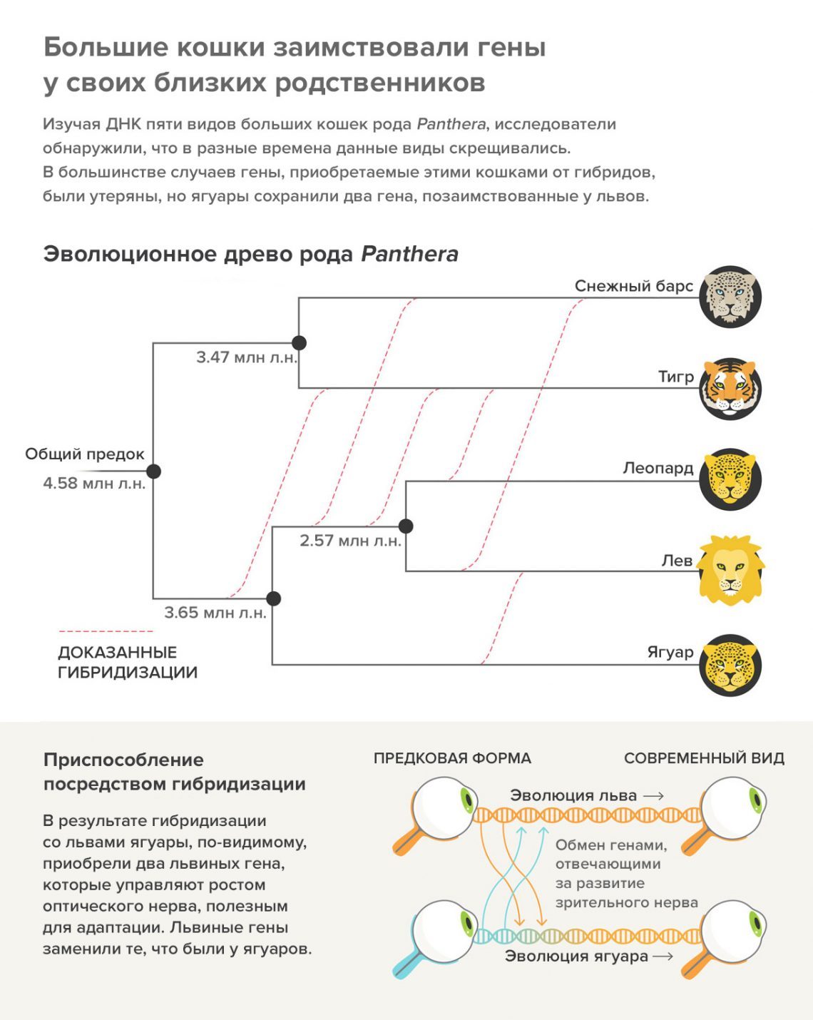 Межвидовые гибриды играют жизненно важную роль в эволюции - Наука, Эволюция, Гибрид, Скрещивание, Длиннопост