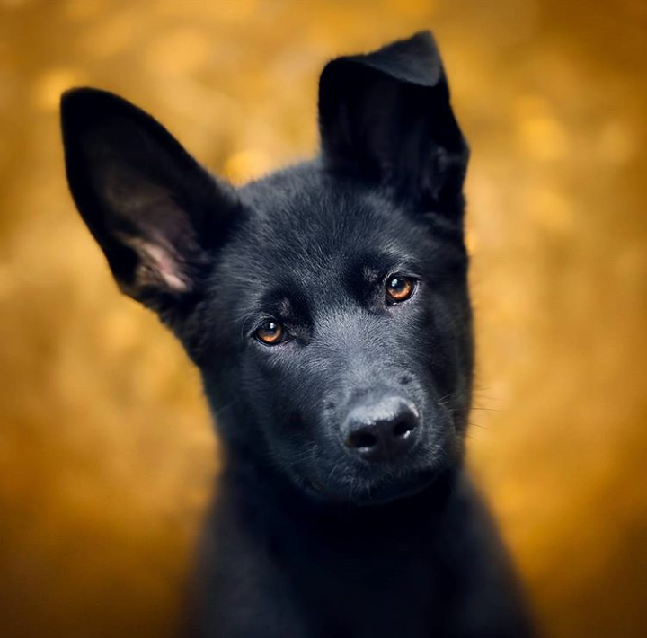 Eared - Dog, The photo, Nature, beauty