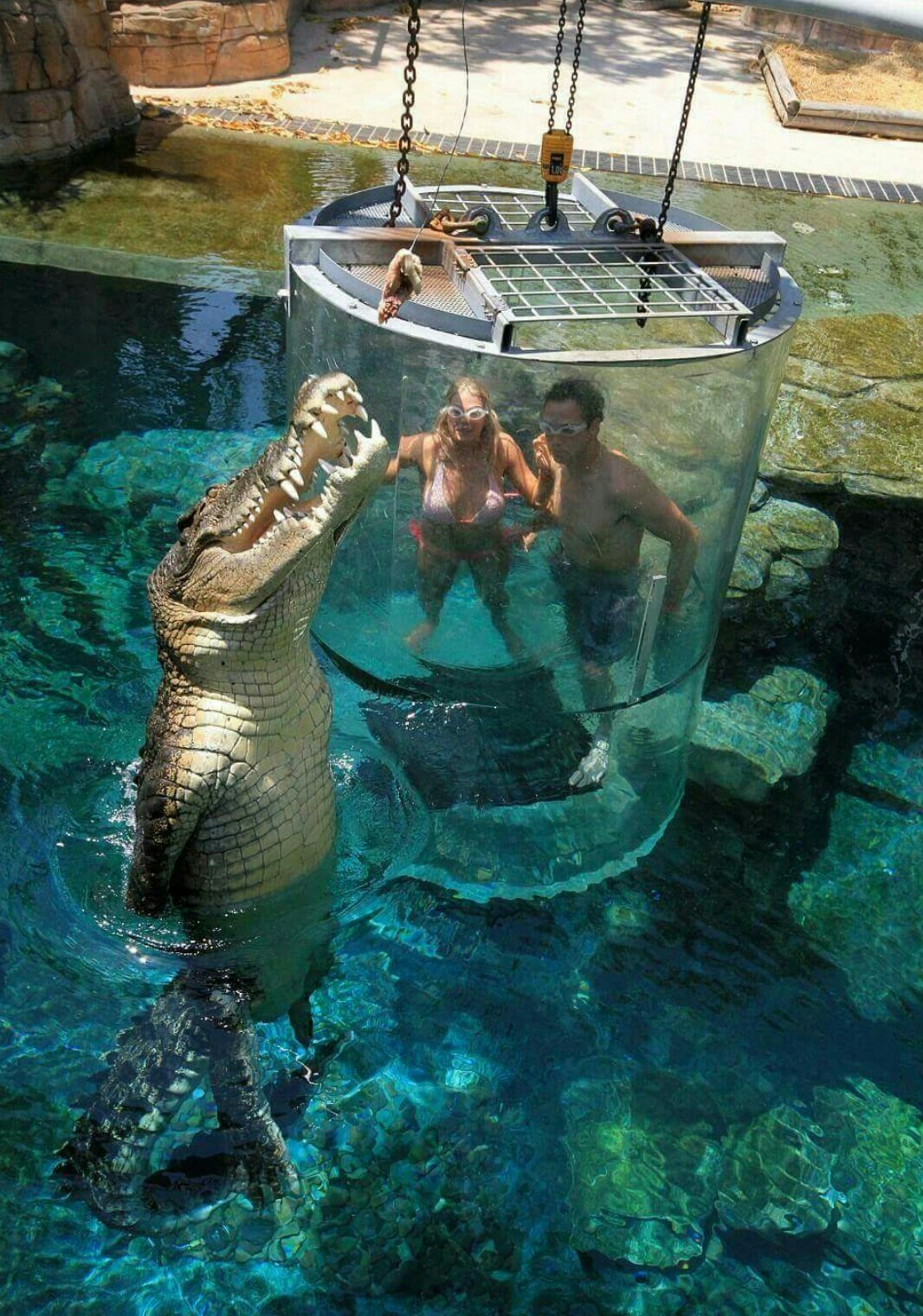 Cage of death in a crocodile cave. - The photo, Crocodile, Australia, The park, wildlife, , Longpost, Crocodiles, Extreme