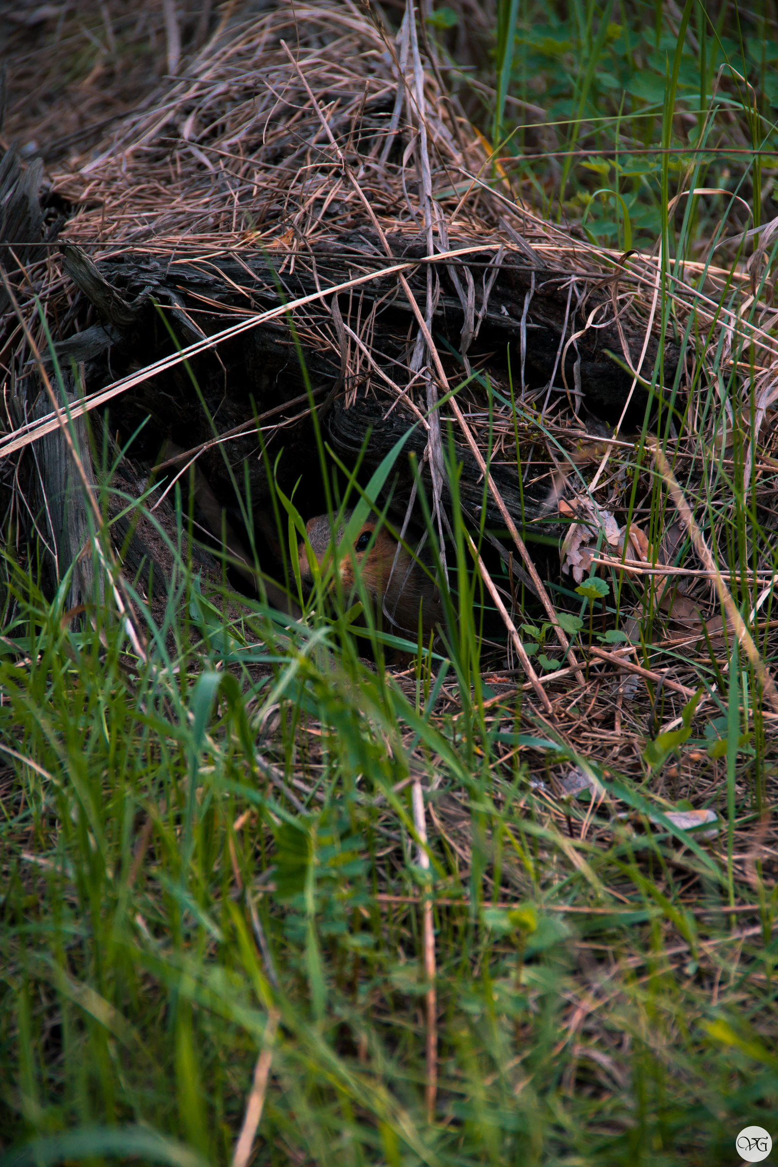 Unexpected meeting - My, Walk in the woods, The photo, Meeting, Beginning photographer, Longpost