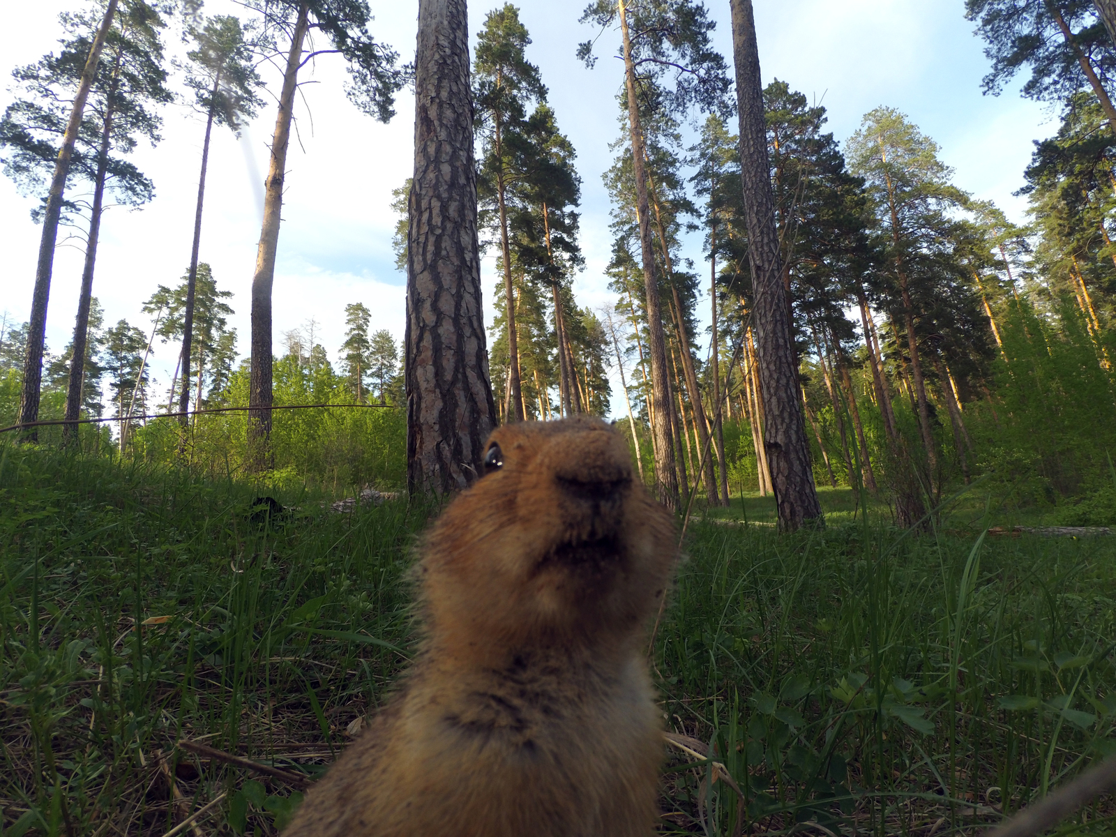 Unexpected meeting - My, Walk in the woods, The photo, Meeting, Beginning photographer, Longpost