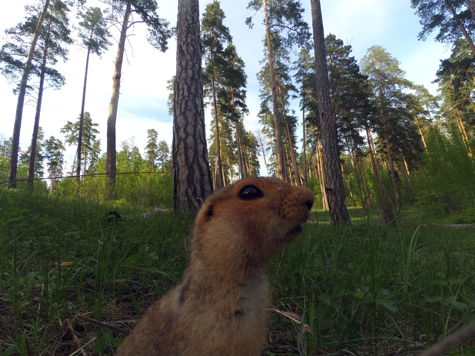 Unexpected meeting - My, Walk in the woods, The photo, Meeting, Beginning photographer, Longpost