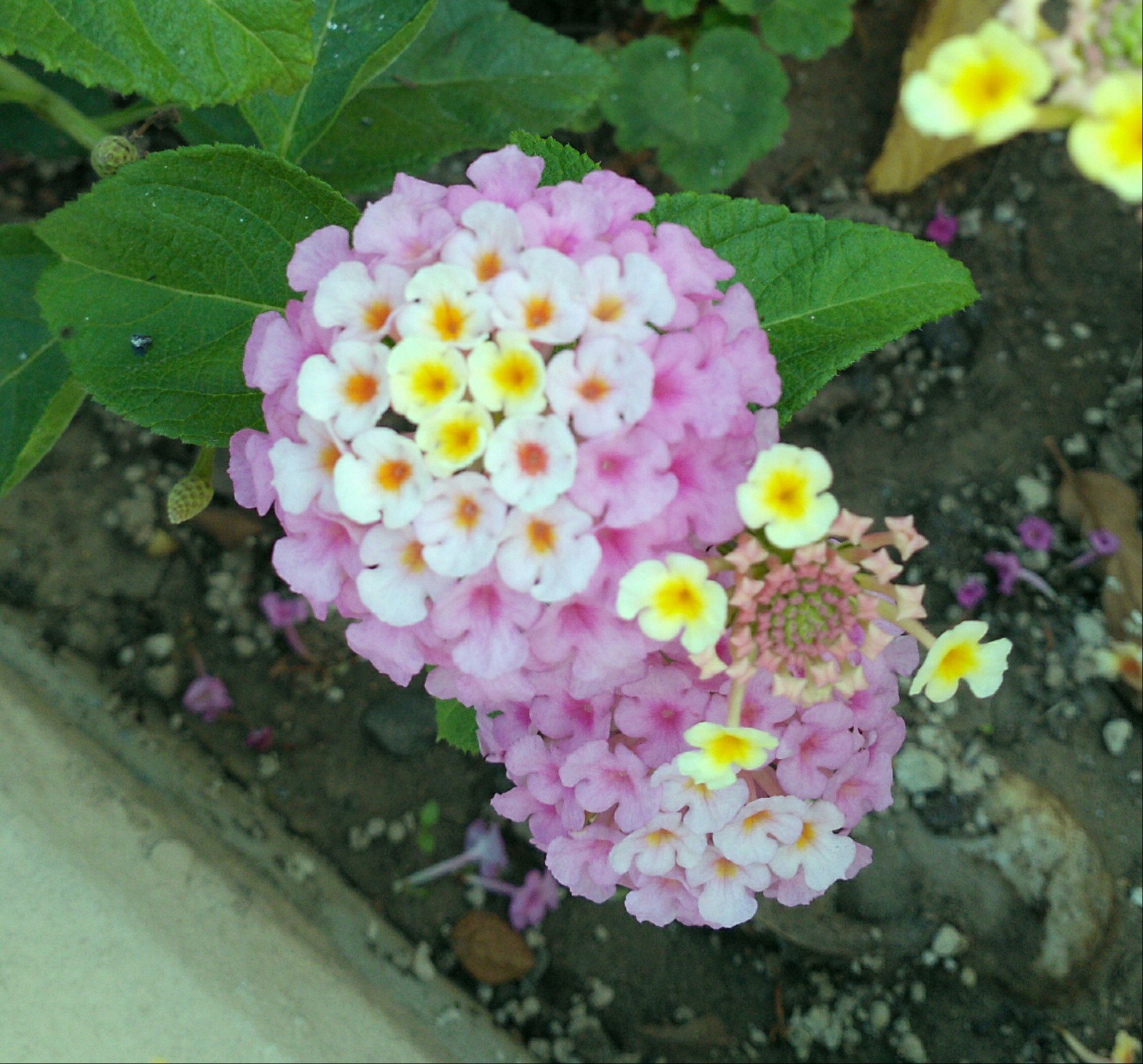 Bow buds - My, Flowers, Nature, Gradient, Bud, Bow, The photo, Longpost, 