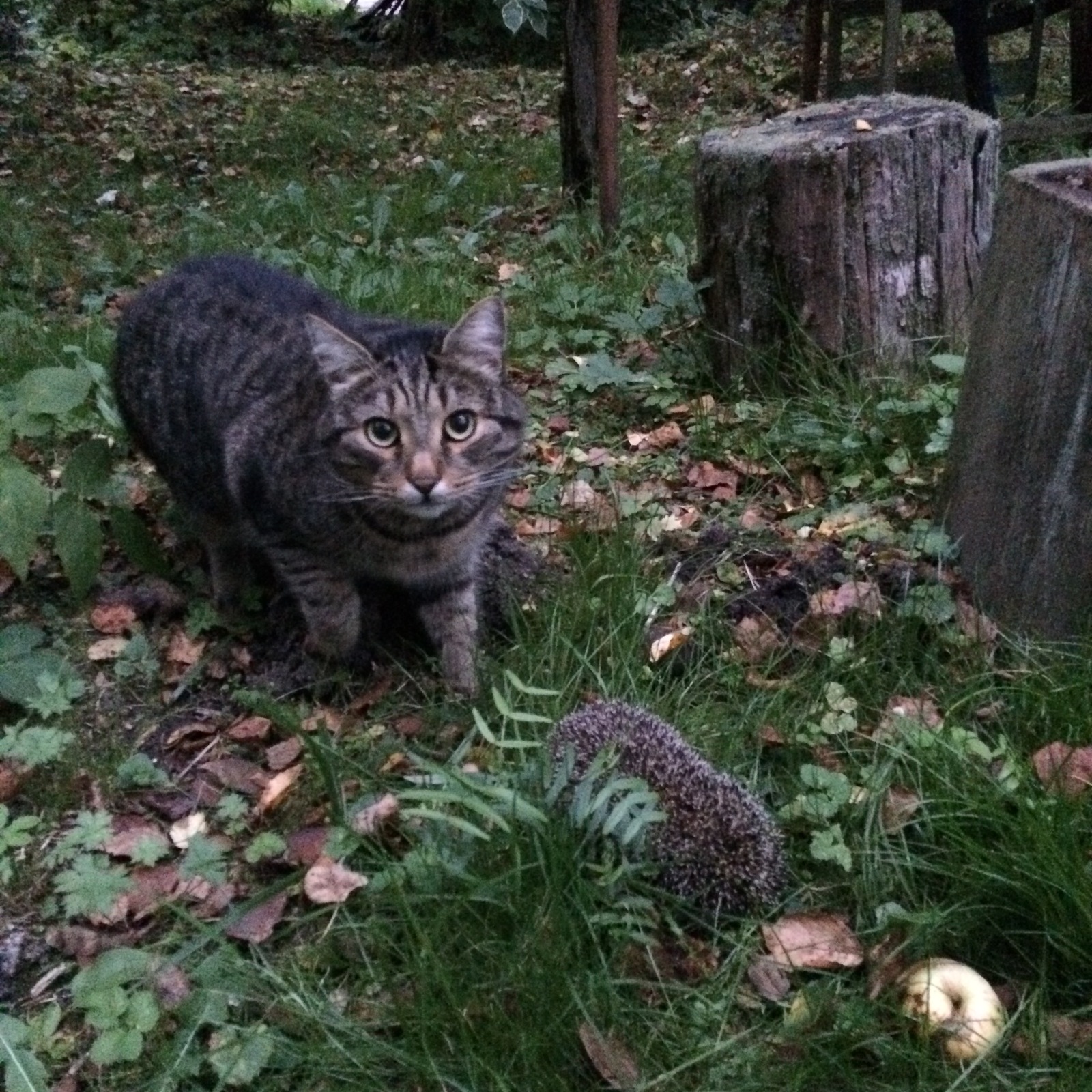 First meeting. - My, cat, Hedgehog, Forest, Longpost