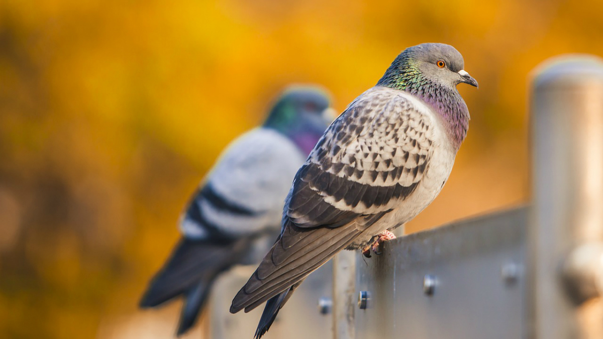 Woman died due to pigeon droppings - Health, Birds, Interesting, news, Longpost, Doctors