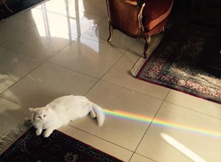 Nyancat - Nyan cat, Rainbow, cat, 