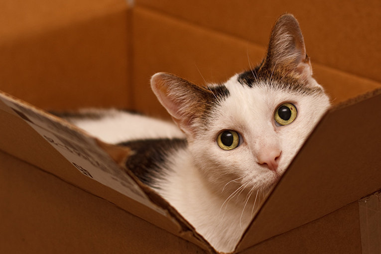 cat in the house - Catomafia, cat, Box