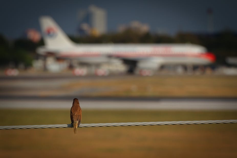 What happens when a bird collides with an airplane? - Airplane, Aviation, Birds, Collision, Video, Longpost