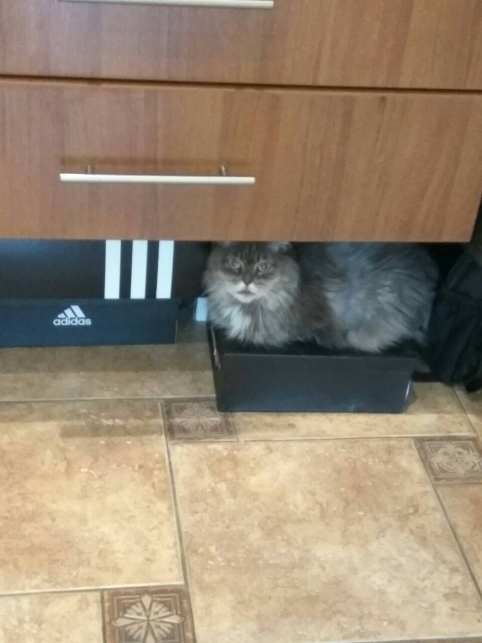 ЧОткая кошка - Моё, Кот, Домашние животные, Adidas