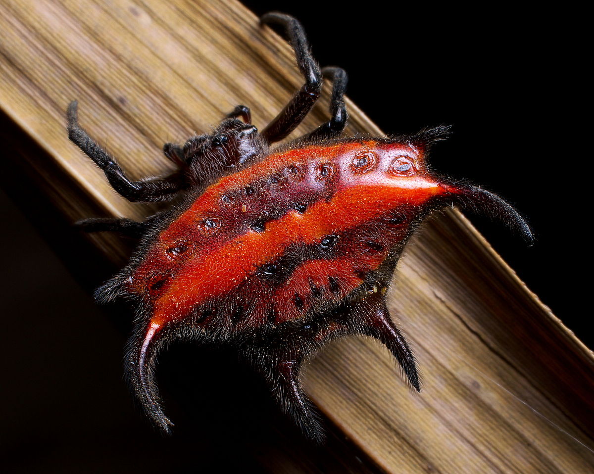 Horns and spikes. - My, Spider, Arachnophobia, Horns, Thorns, Longpost