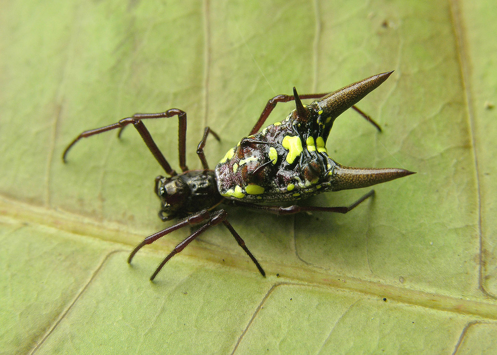 Horns and spikes. - My, Spider, Arachnophobia, Horns, Thorns, Longpost