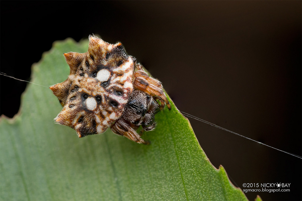 Horns and spikes. - My, Spider, Arachnophobia, Horns, Thorns, Longpost