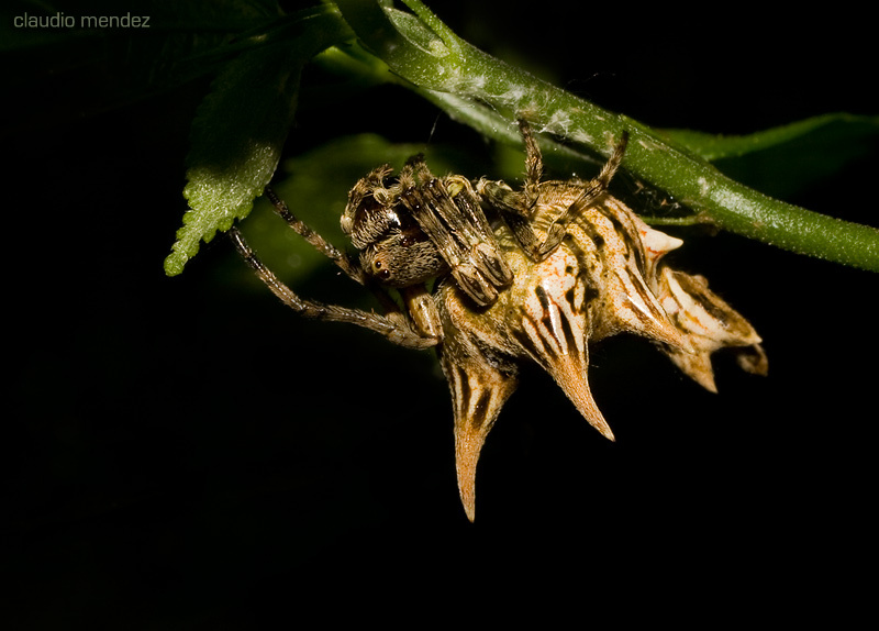 Horns and spikes. - My, Spider, Arachnophobia, Horns, Thorns, Longpost