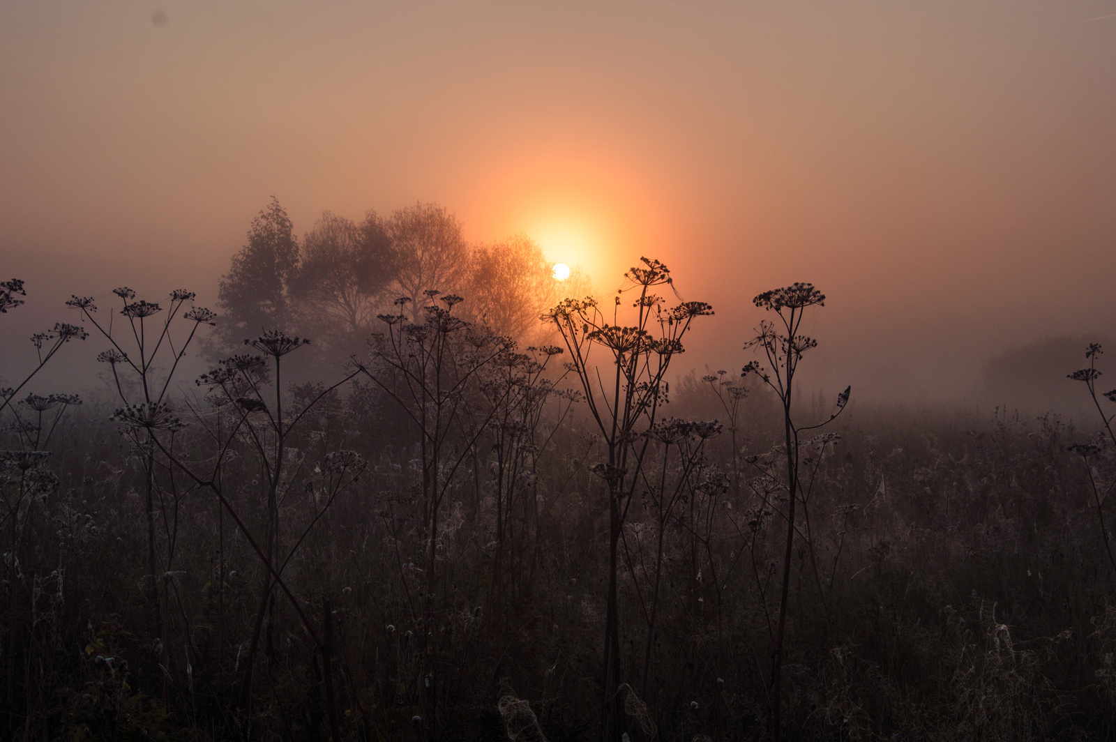 Sleepy hogweed - My, Hogweed, The photo, Nature, Morning, Republic of Belarus, Minsk Oblast, Nikon d3200, , Longpost