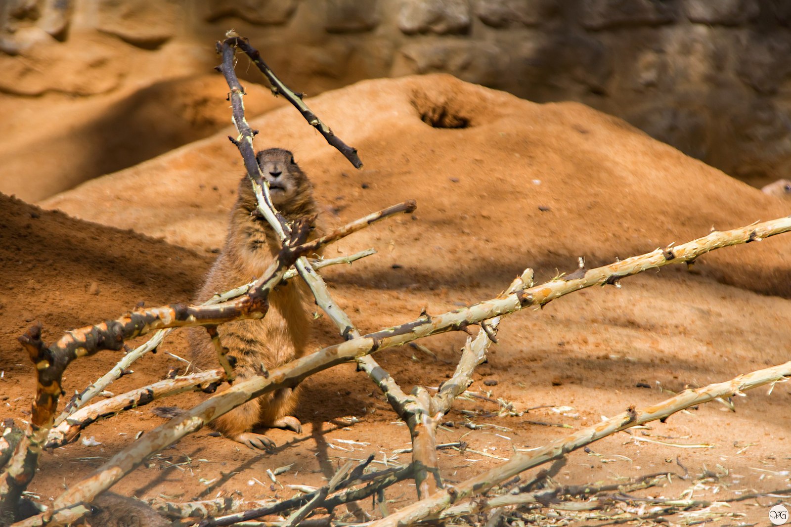 Prague Zoo. - Prague Zoo, Travels, Part 2, The photo, Canon, Beginning photographer, Longpost