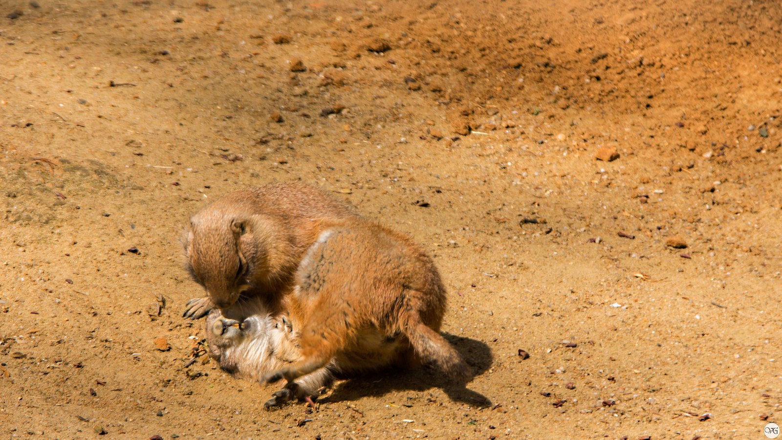 Prague Zoo. - Prague Zoo, Travels, Part 2, The photo, Canon, Beginning photographer, Longpost