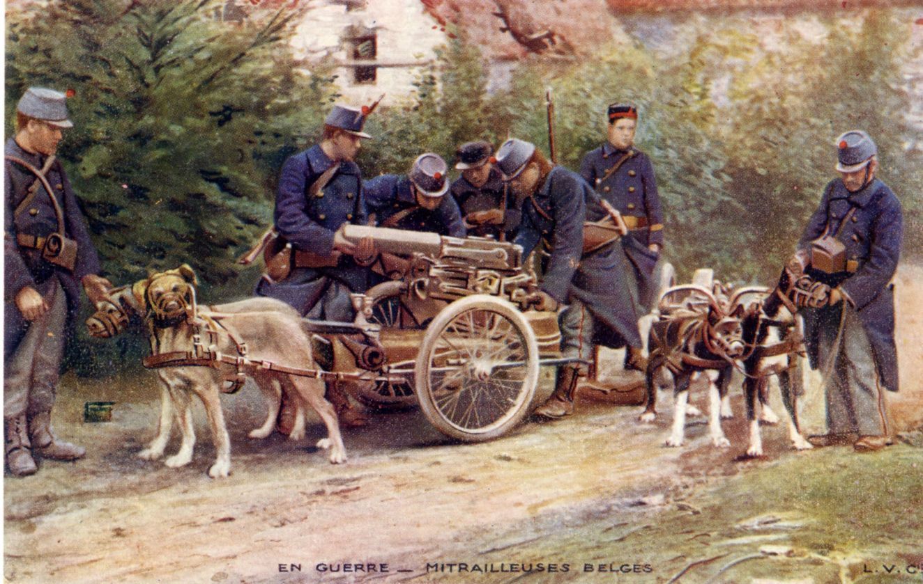 Dogs in the First World War. Part 1. - World War I, Story, Dog, Animals, Longpost