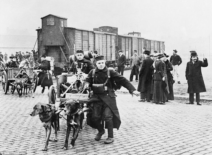 Dogs in the First World War. Part 1. - World War I, Story, Dog, Animals, Longpost