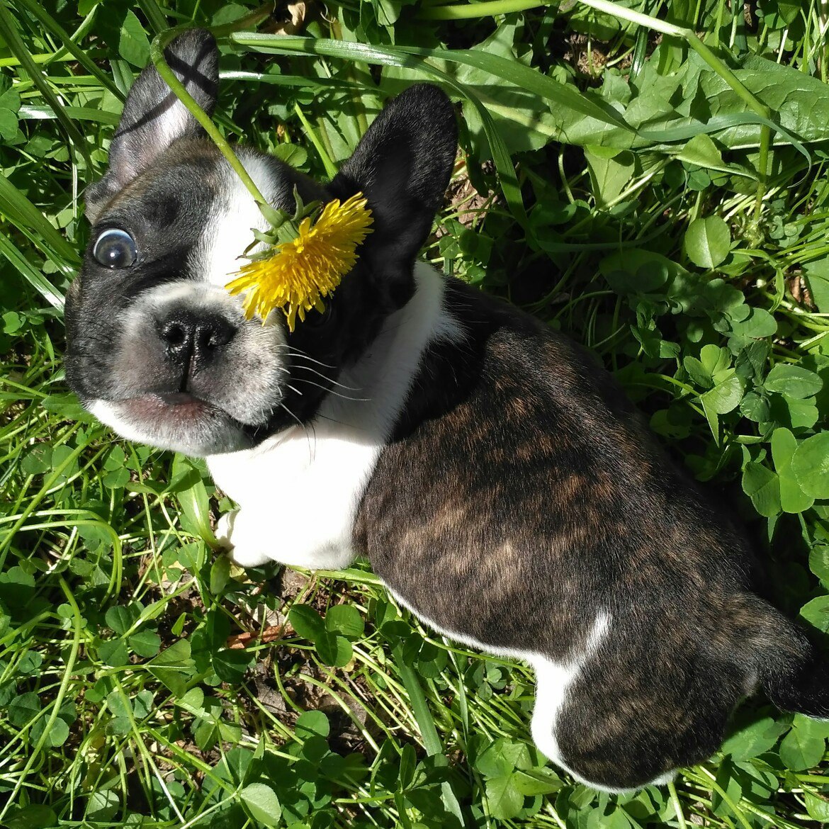 Hitchcock - My, French Bulldog, Bulldog, Dog, Friend, Longpost