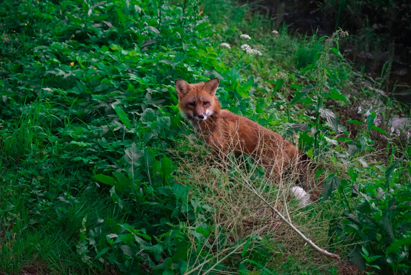 Teaching domestic foxes to a daytime lifestyle. - My, , Domestic fox, Pets, Re-education