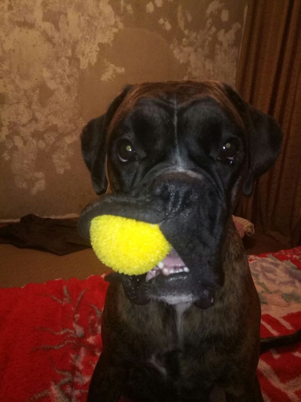 Let's play?! - My, Dog, Boxer