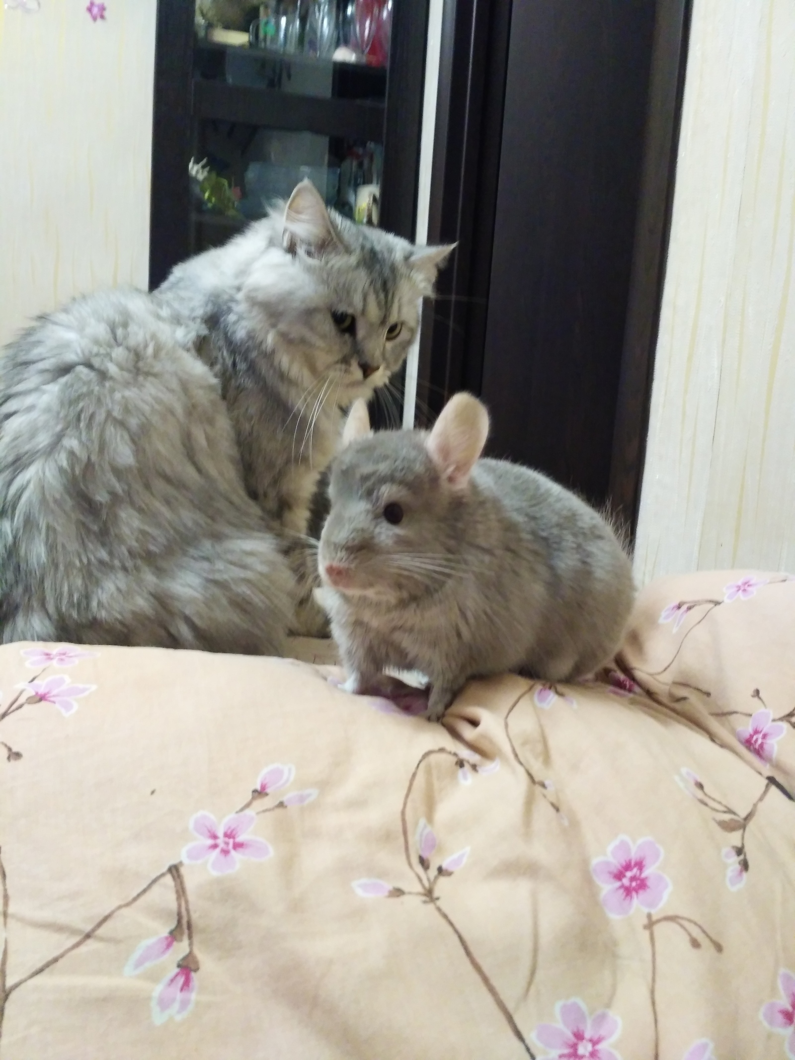 Friends - My, cat, Chinchilla