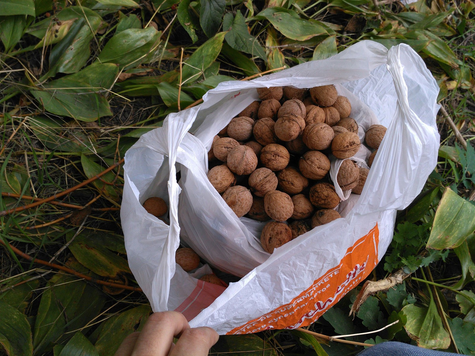 Nuts - My, Walnuts, Dacha, Harvest, Moldova