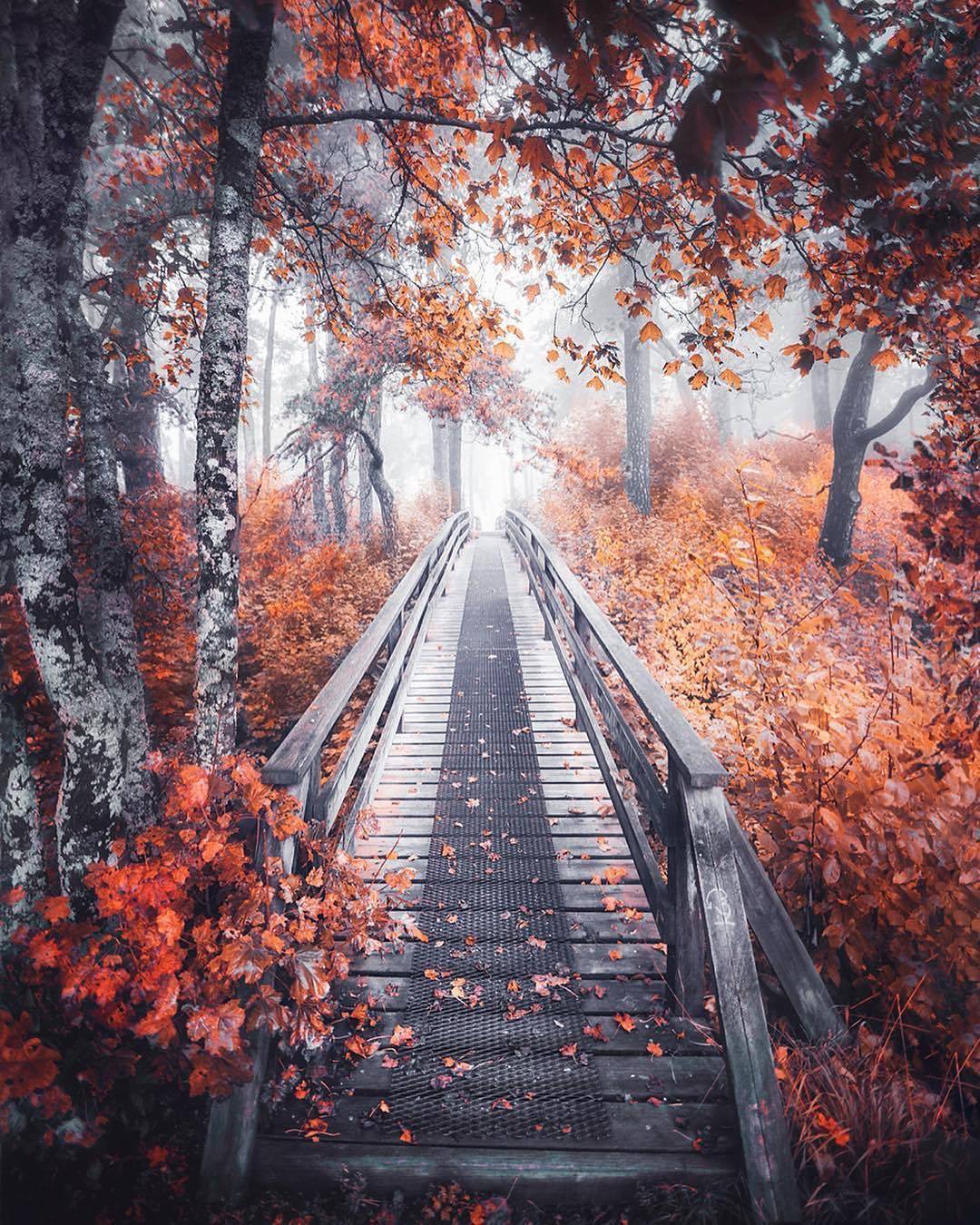 Nice shot - The photo, Bridge, Frame, Tree