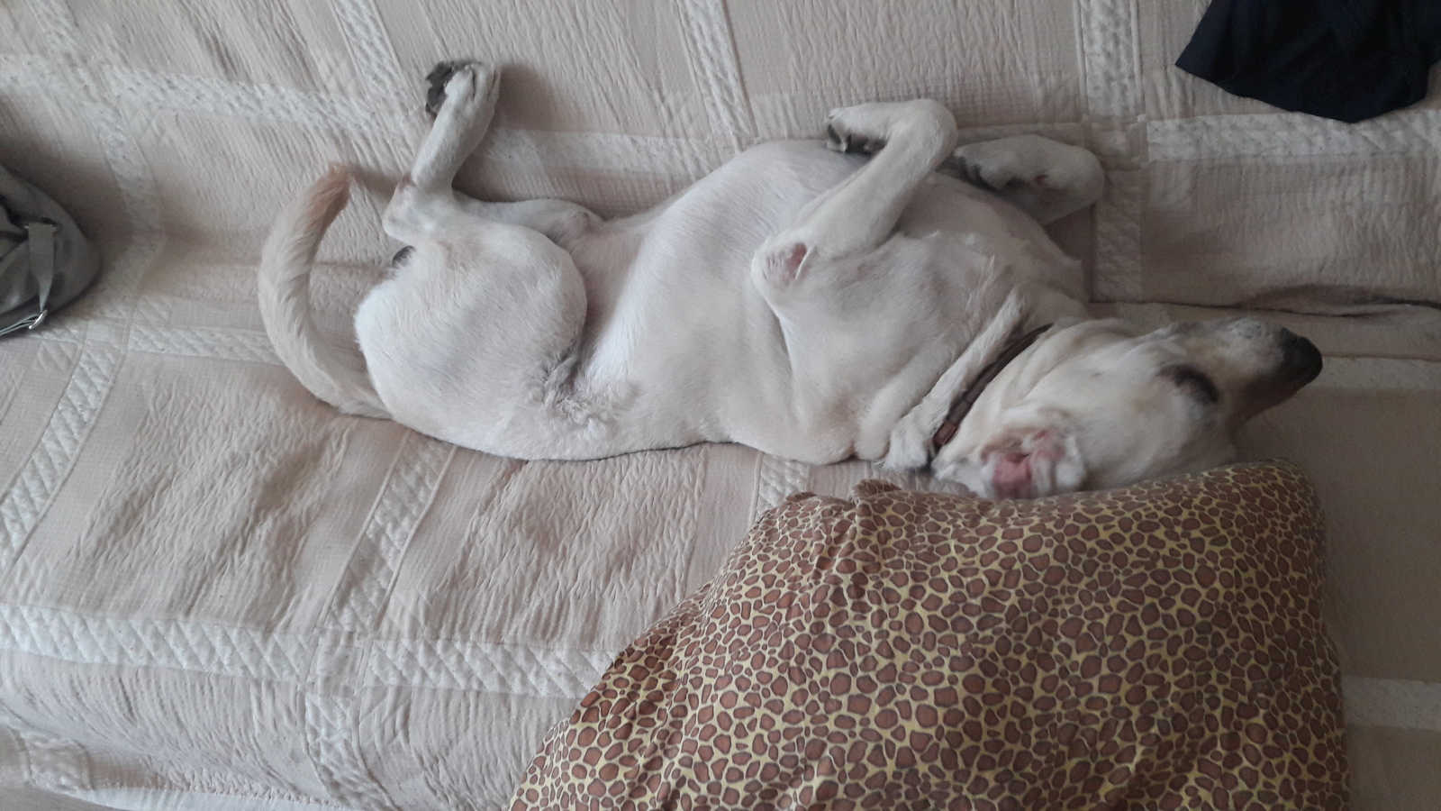 How do dogs sleep - Dog, Labrador, Dream, Longpost