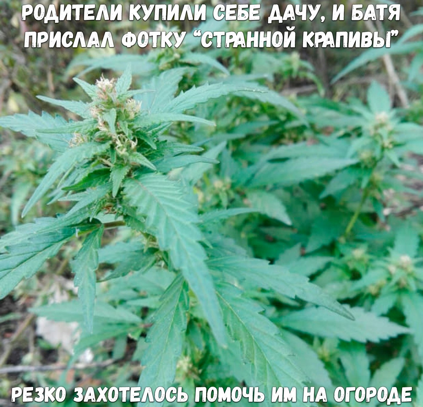 Мемы про крапиву