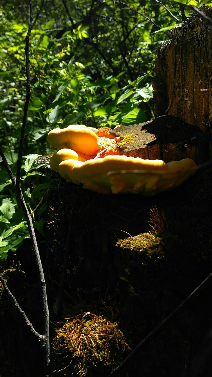 For mushrooms - My, Mushrooms, Photo on sneaker, Toadstool, , Microworld, Longpost, Xiaomi Redmi 3