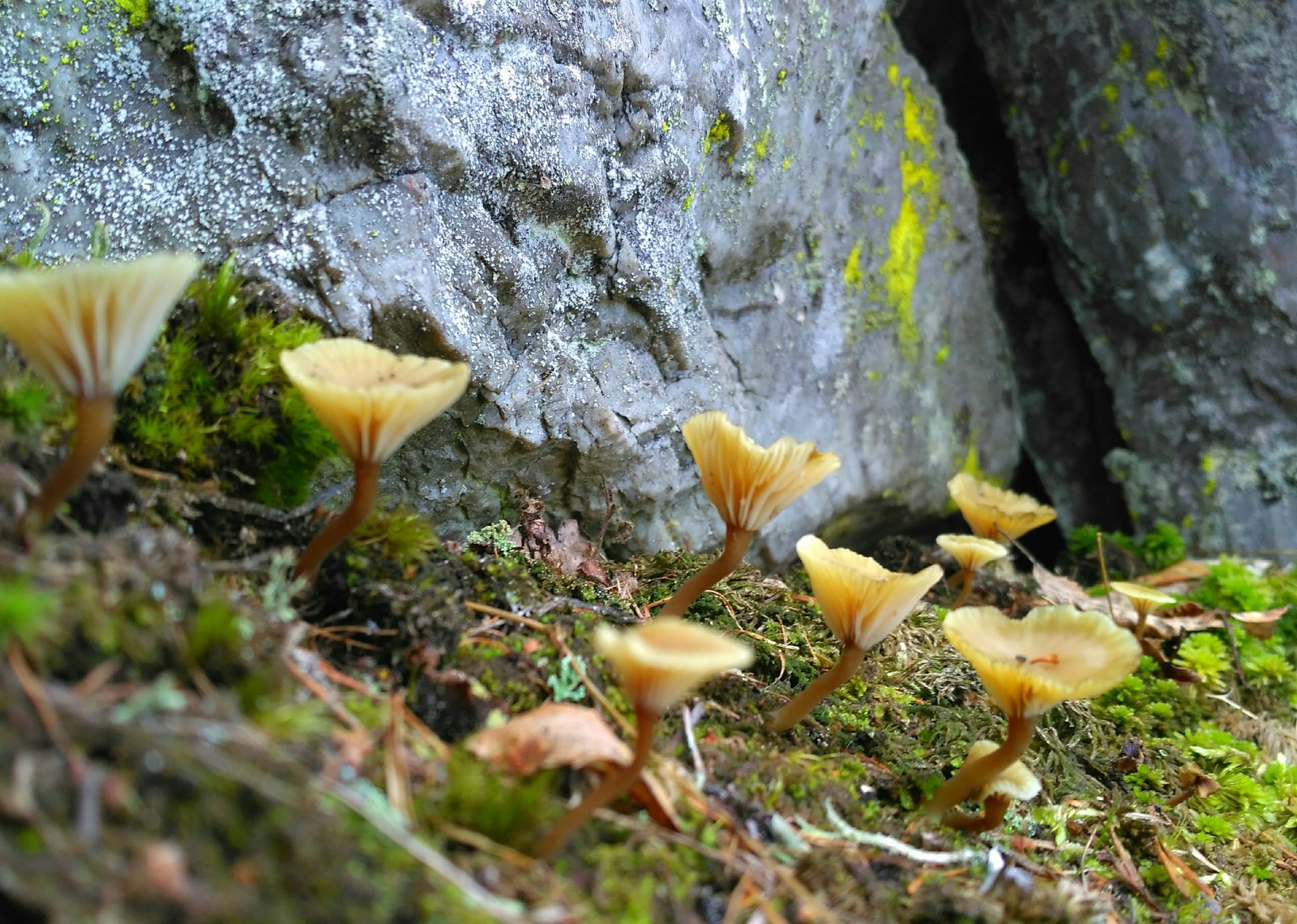 For mushrooms - My, Mushrooms, Photo on sneaker, Toadstool, , Microworld, Longpost, Xiaomi Redmi 3