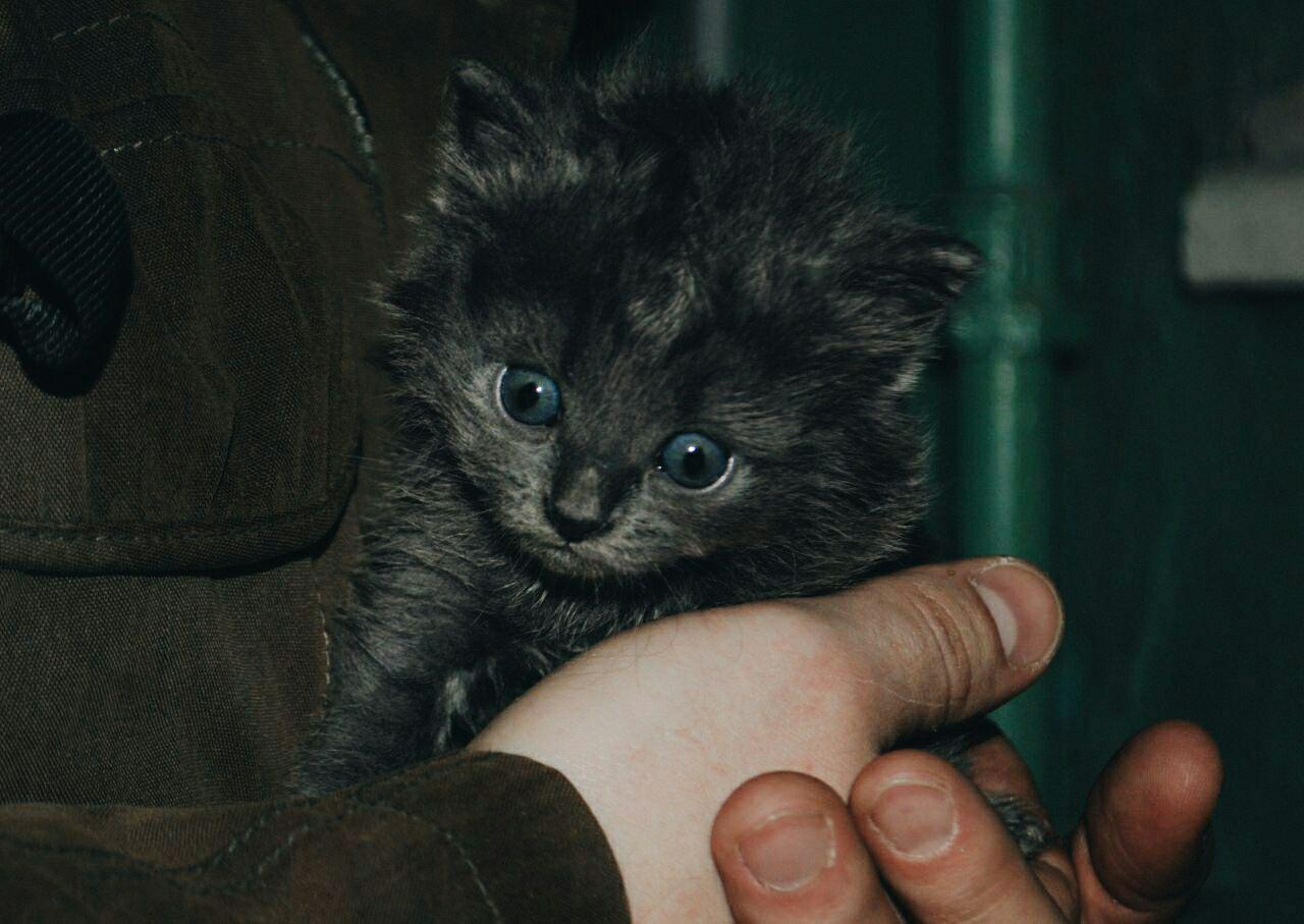 СРОЧНО! В Нижнем Новгороде котосемья ищет дом! | Пикабу