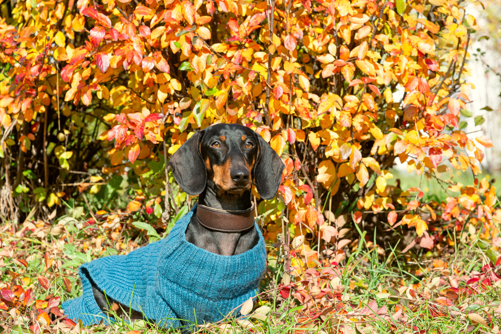 Autumn Taxi - My, Dog, Dachshund, Autumn, Town