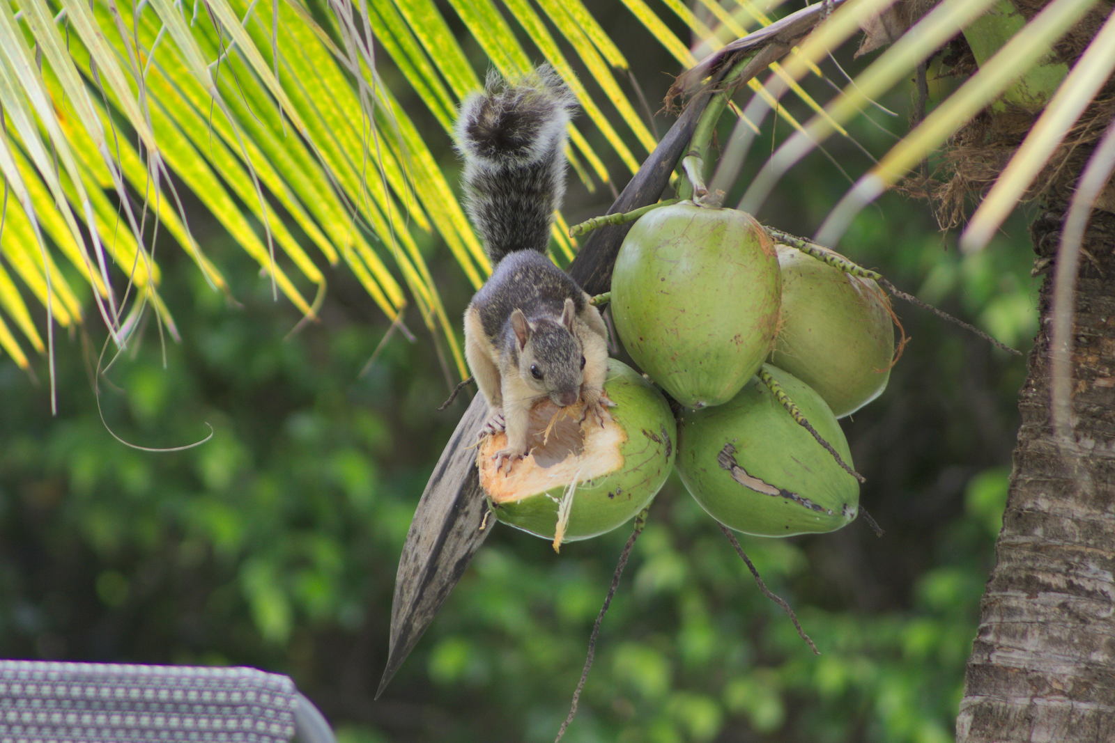 Squirrel and coconut - My, The photo, Panama, Squirrel, Coconut