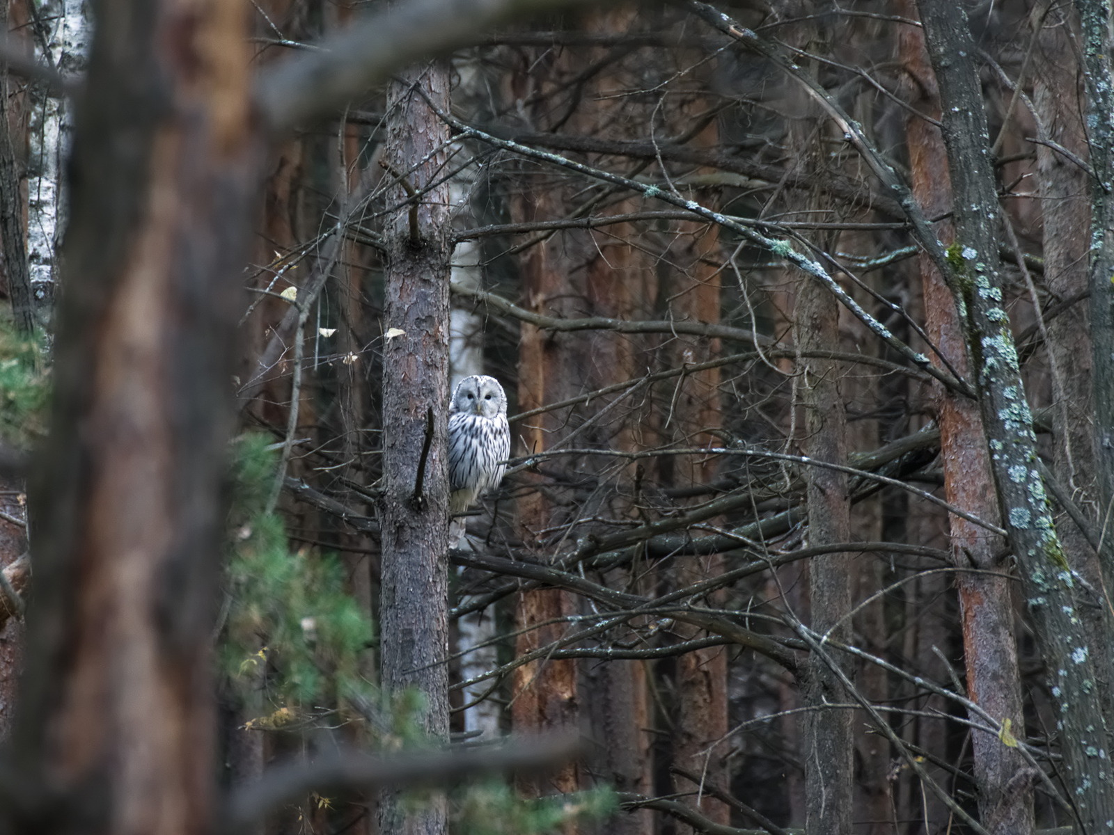 Long-tailed owl - My, Birds, Owl, Long-tailed owl, Observation, Nature