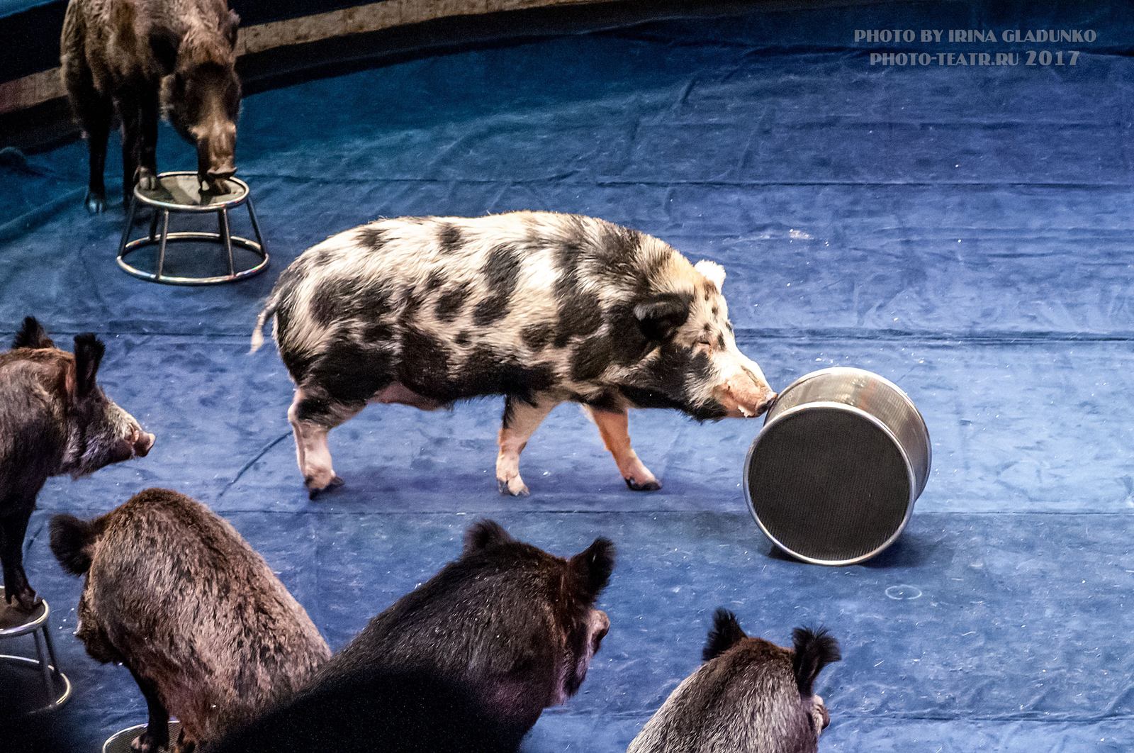 Boars. - My, Boar, Circus, , , Longpost, Pig